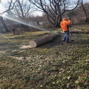 stump removal contractors