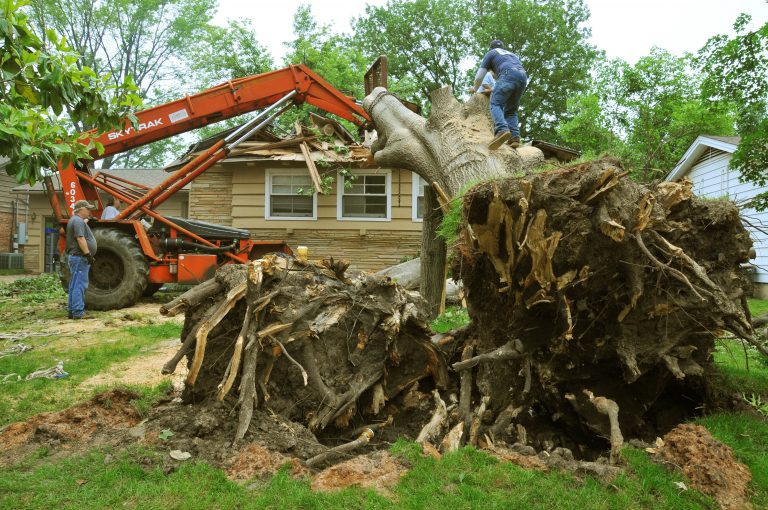 Tree Removal Cost