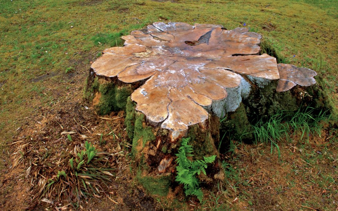 Do It Yourself Tree Stump Removal: Should Homeowners Try It?